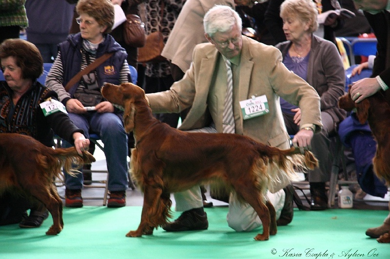 Crufts2011 233.jpg